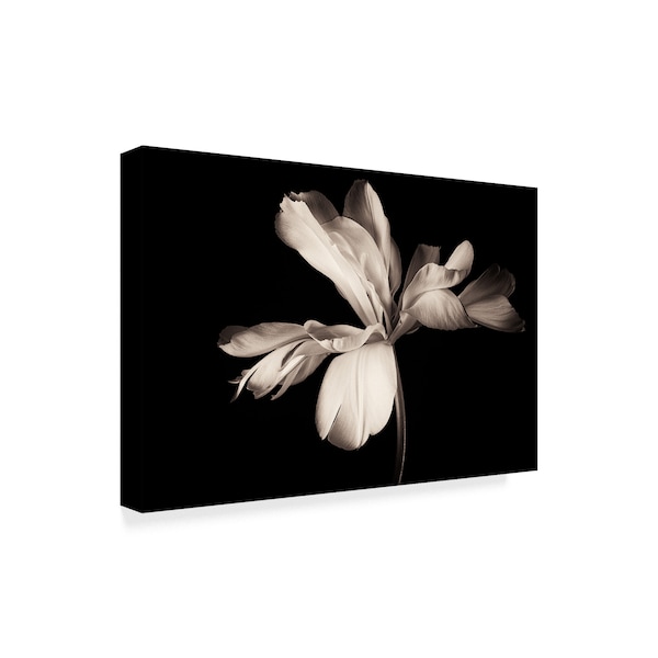 Penny Myles 'Large Petals' Canvas Art,16x24